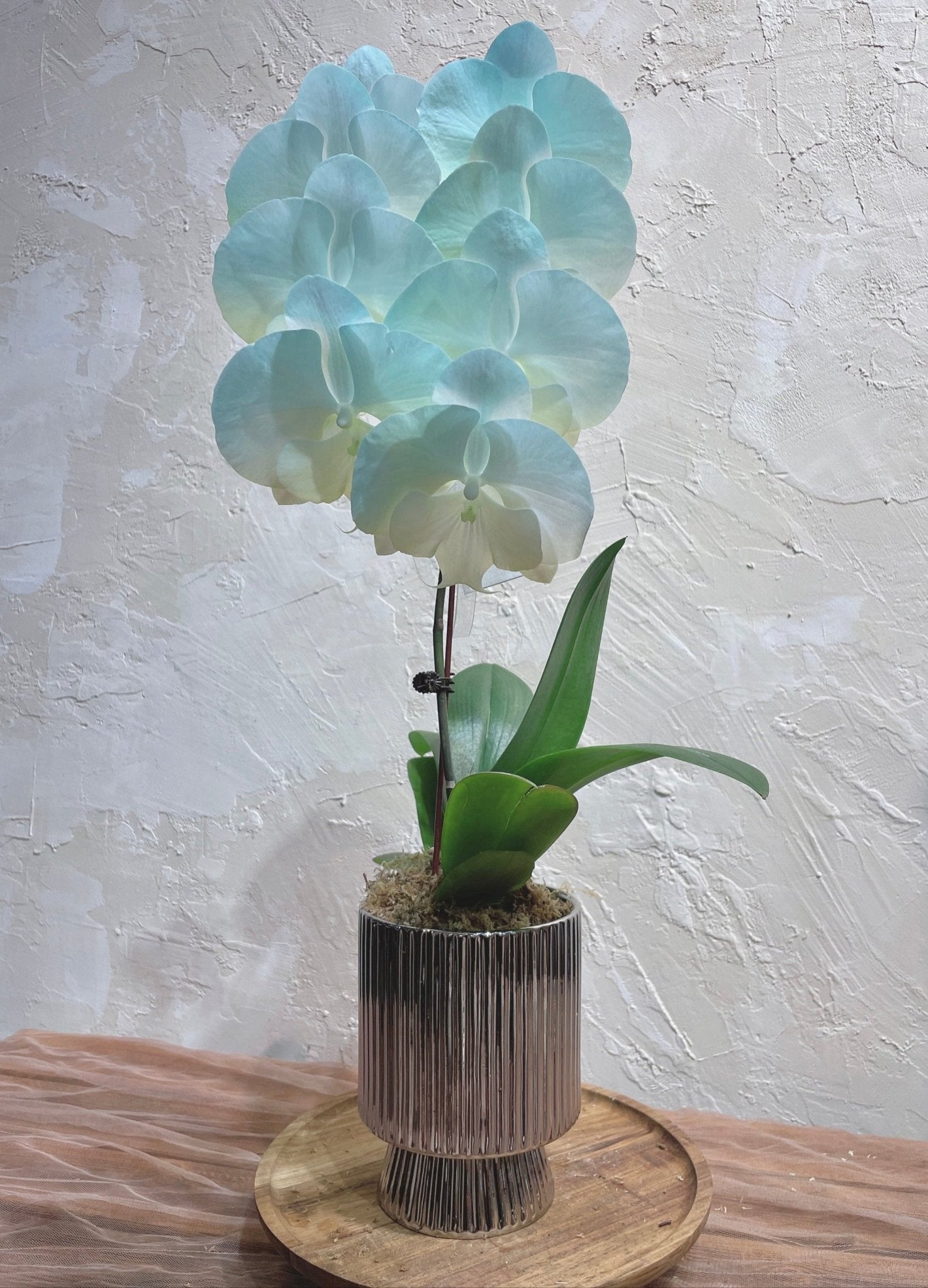 Taiwan Dyed Phalaenopsis | Medium Orchid - Fresh flowers - 2025CNY - 7