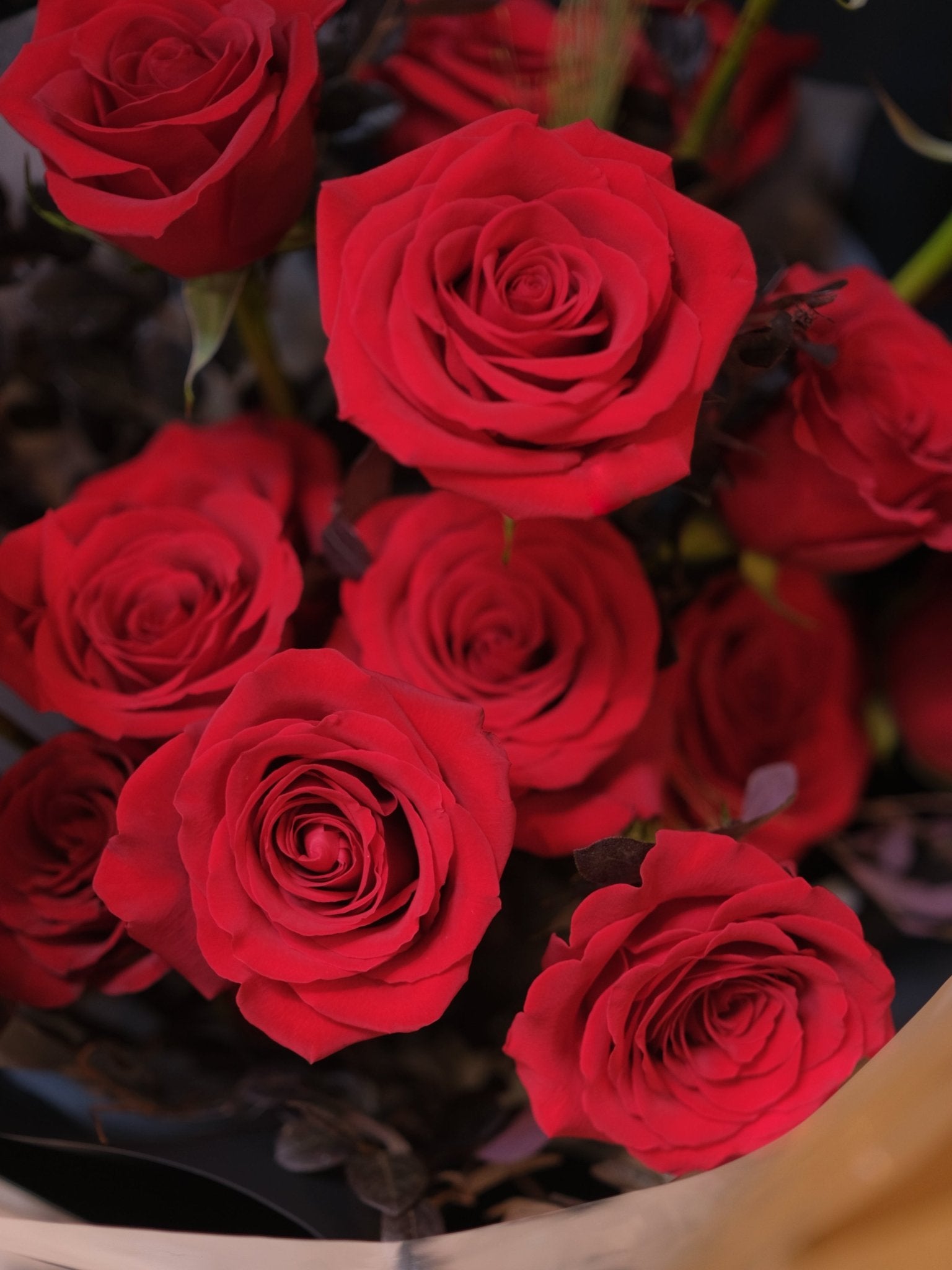 Velvet Heart | Red Rose - 2026 Valentine's Day - 