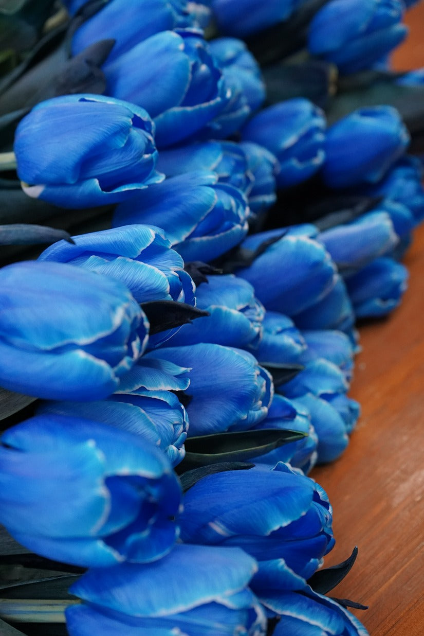 Delft Blue Tulip - Fresh flowers, Tulips- 10 Stems - - Bouquet - Tulip - 4