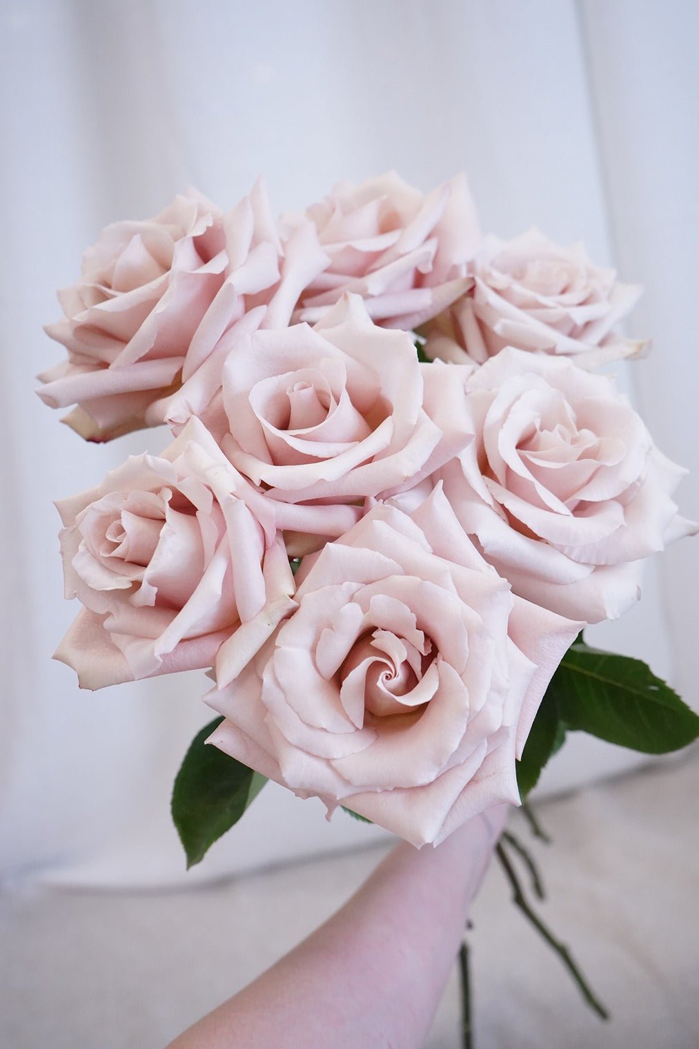 Creamy Blush Pink | Quicksand Rose - Fresh flowers, Roses- 20stems - - Bouquet - Rose - 8
