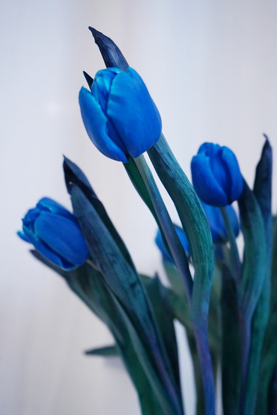 Delft Blue Tulip - Fresh flowers, Tulips- 10 Stems - - Bouquet - Tulip - 3
