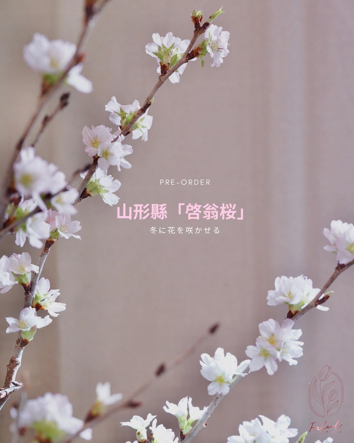 日本山形縣。啓翁櫻 Sakura - Fresh flowers, Chinese new year- 1枝 - - 年花 - - 1