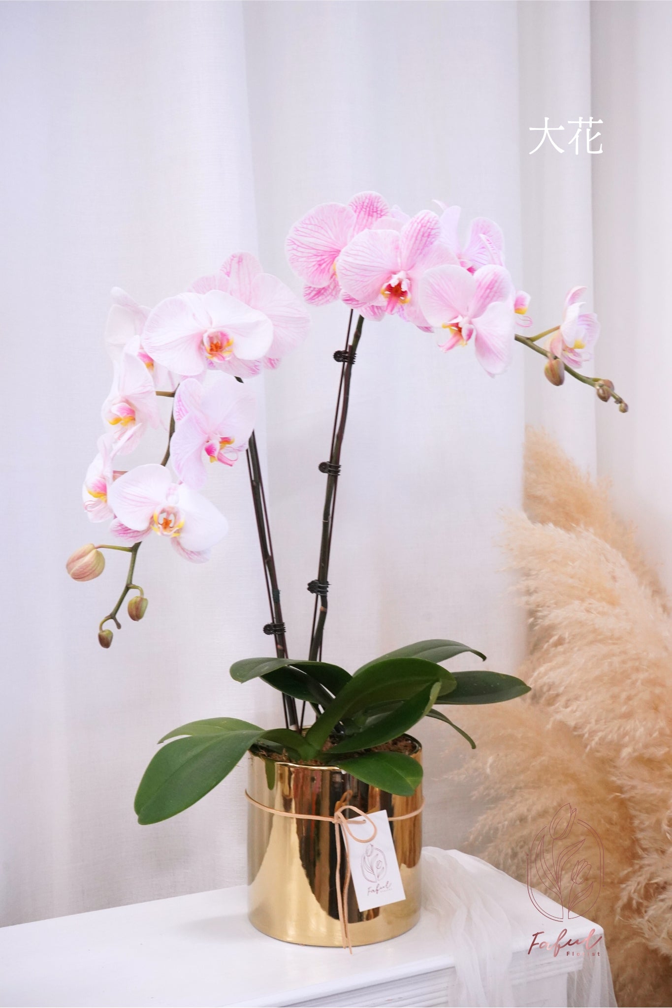 蝴蝶蘭 ｜馬卡龍 Macaron Orchid [Pre-Order] - Fresh flowers, Chinese new year- 淺粉色 - 大花 - 雙菖(大花2枝花頭) - 年花 - - 2