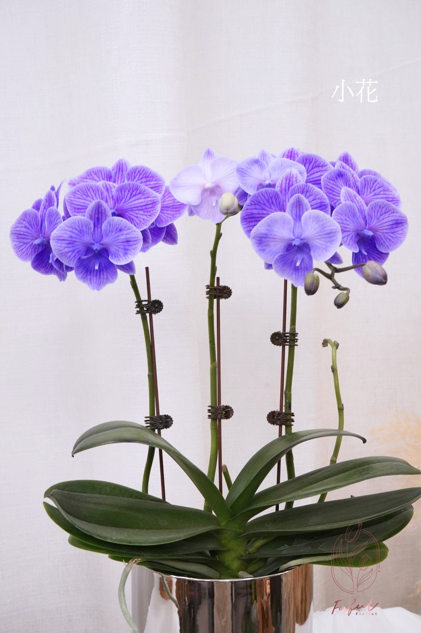 蝴蝶蘭 ｜馬卡龍 Macaron Orchid [Pre-Order] - Fresh flowers, Chinese new year- 紫色 - 小花 - 1株2-3菖(小花2/3枝花頭) - 年花 - - 6