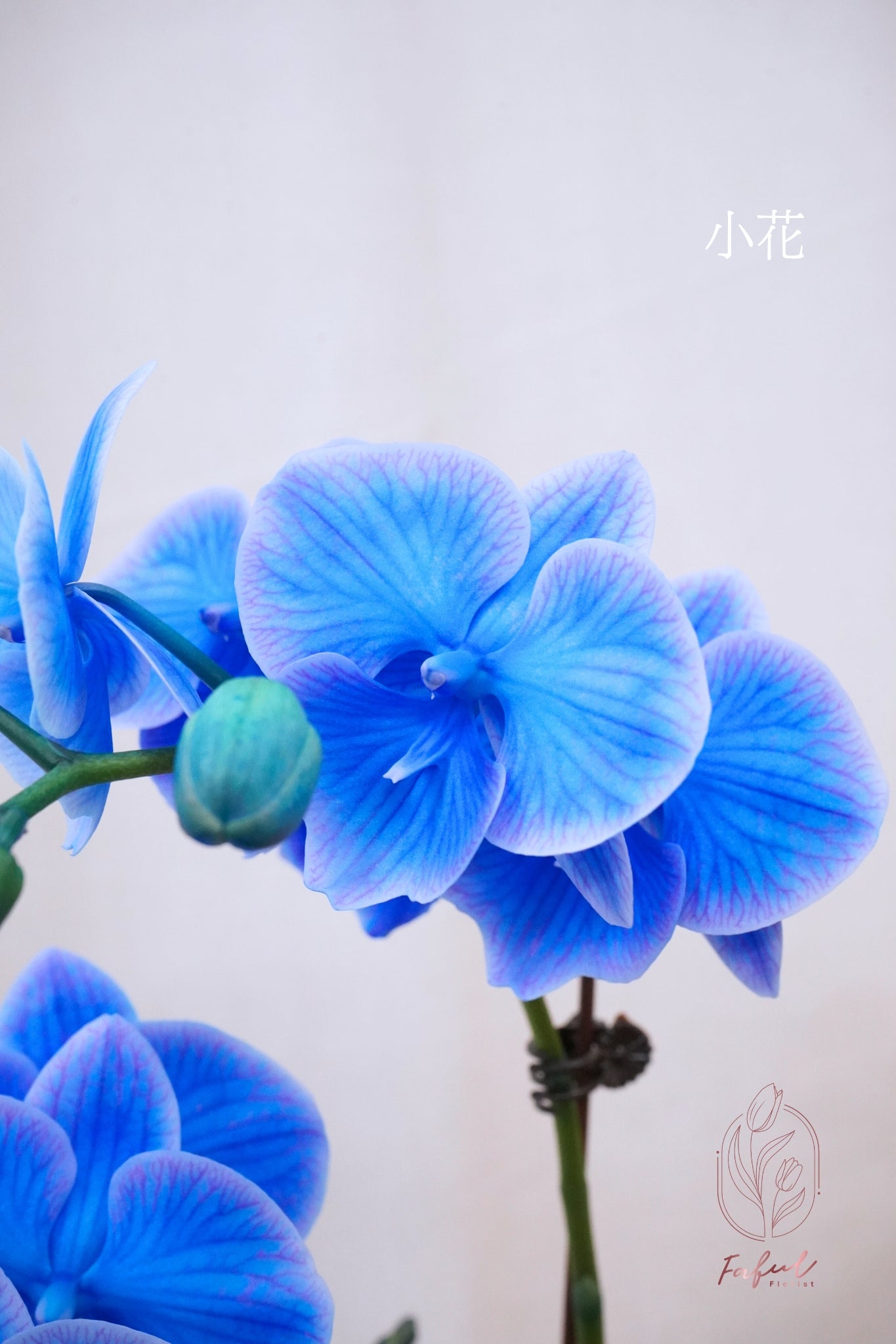 蝴蝶蘭 ｜馬卡龍 Macaron Orchid [Pre-Order] - Fresh flowers, Chinese new year- 藍色 - 小花 - 2株5-6菖(細花5/6枝花頭) - 年花 - - 8
