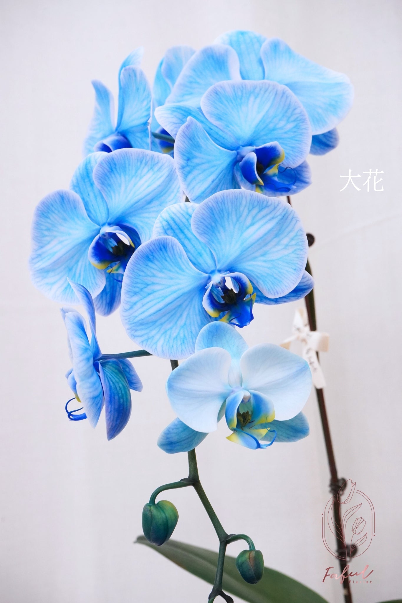 蝴蝶蘭 ｜馬卡龍 Macaron Orchid [Pre-Order] - Fresh flowers, Chinese new year- 藍色 - 大花 - 單菖(大花1枝花頭) - 年花 - - 5