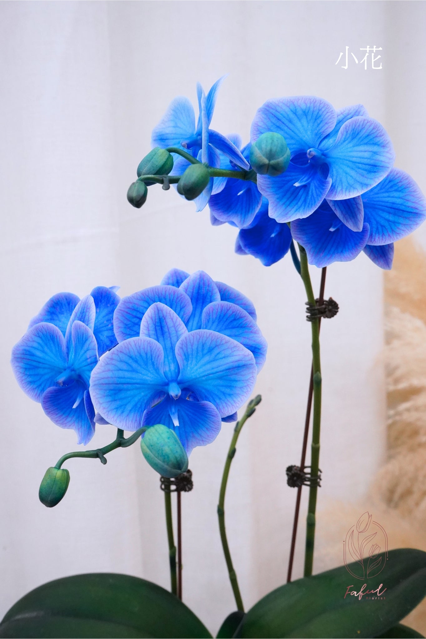 蝴蝶蘭 ｜馬卡龍 Macaron Orchid [Pre-Order] - Fresh flowers, Chinese new year- 藍色 - 小花 - 1株2-3菖(小花2/3枝花頭) - 年花 - - 9