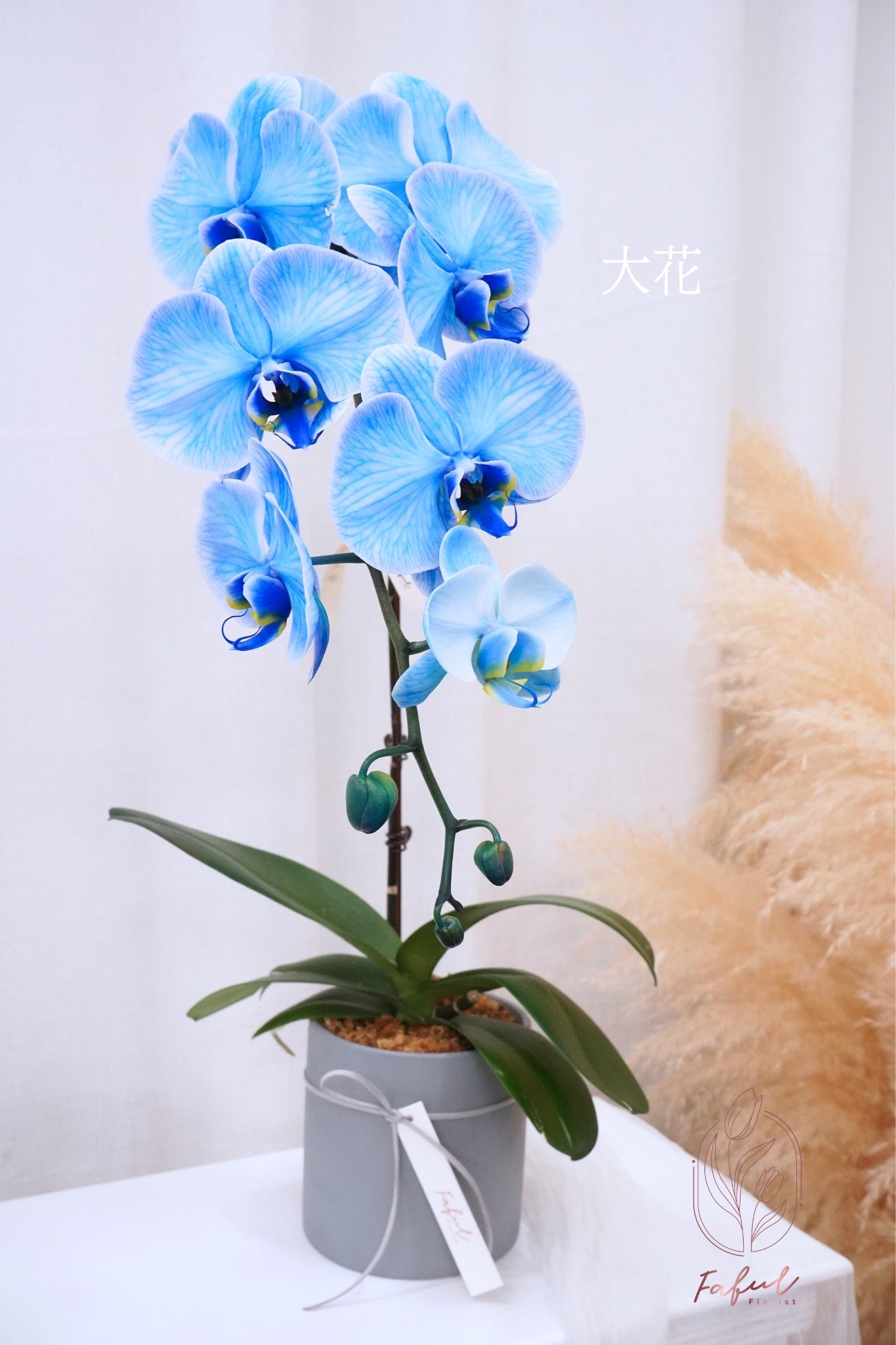 蝴蝶蘭 ｜馬卡龍 Macaron Orchid [Pre-Order] - Fresh flowers, Chinese new year- 藍色 - 大花 - 單菖(大花1枝花頭) - 年花 - - 4