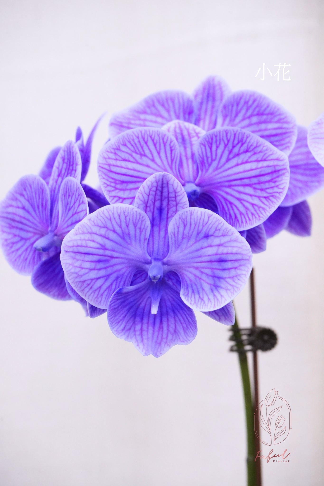 蝴蝶蘭 ｜馬卡龍 Macaron Orchid [Pre-Order] - Fresh flowers, Chinese new year- 紫色 - 小花 - 2株5-6菖(細花5/6枝花頭) - 年花 - - 7