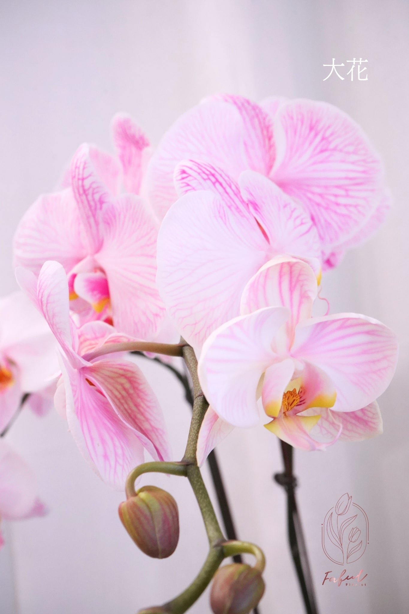 蝴蝶蘭 ｜馬卡龍 Macaron Orchid [Pre-Order] - Fresh flowers, Chinese new year- 淺粉色 - 大花 - 單菖(大花1枝花頭) - 年花 - - 3